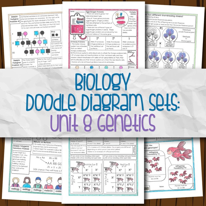 Biology Unit 8 Doodle Diagram Notes for Genetics