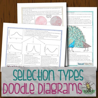 Selection Types Doodle Diagrams