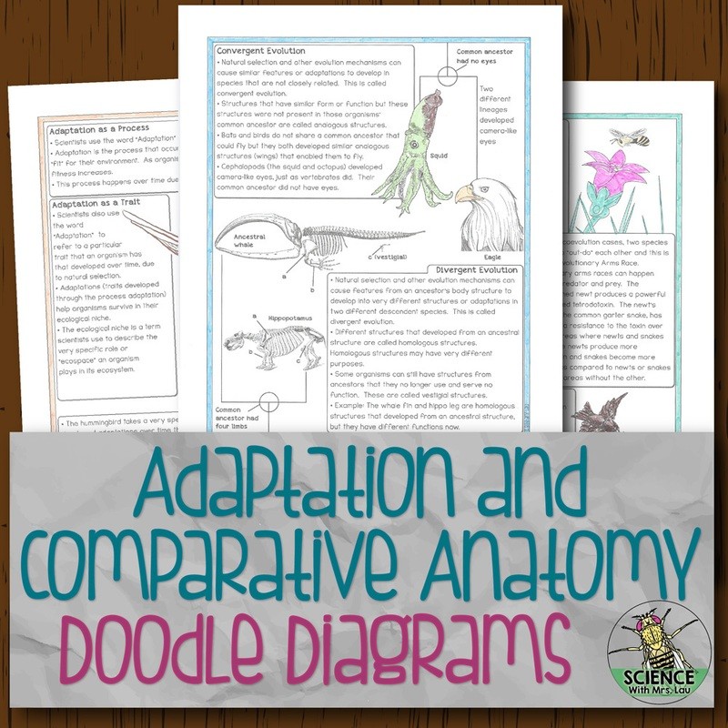 Adaptation and Comparative Anatomy Doodle Diagrams