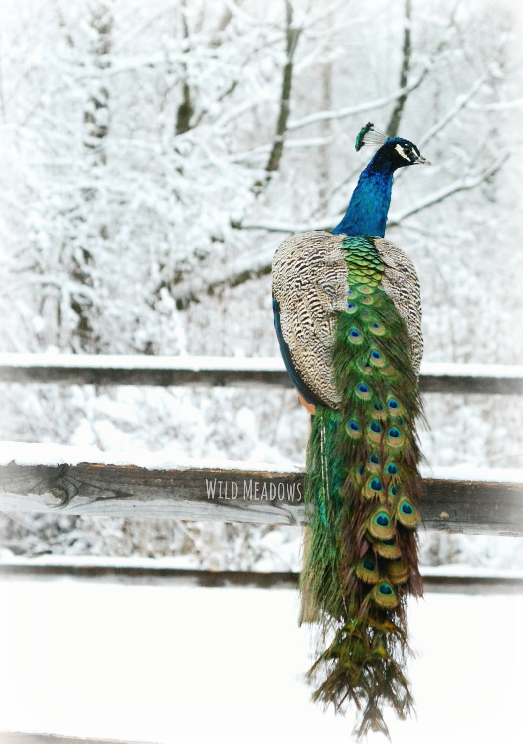 Peacock in the winter