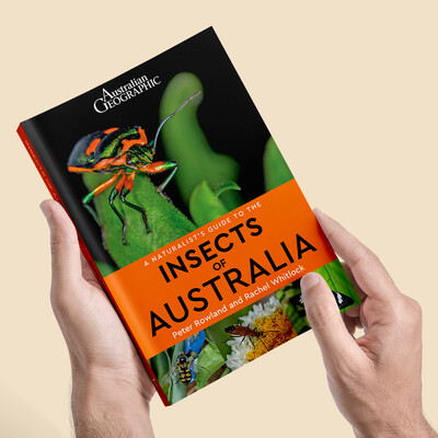 A Naturalist's Guide to the Insects of Australia [1st Ed.]