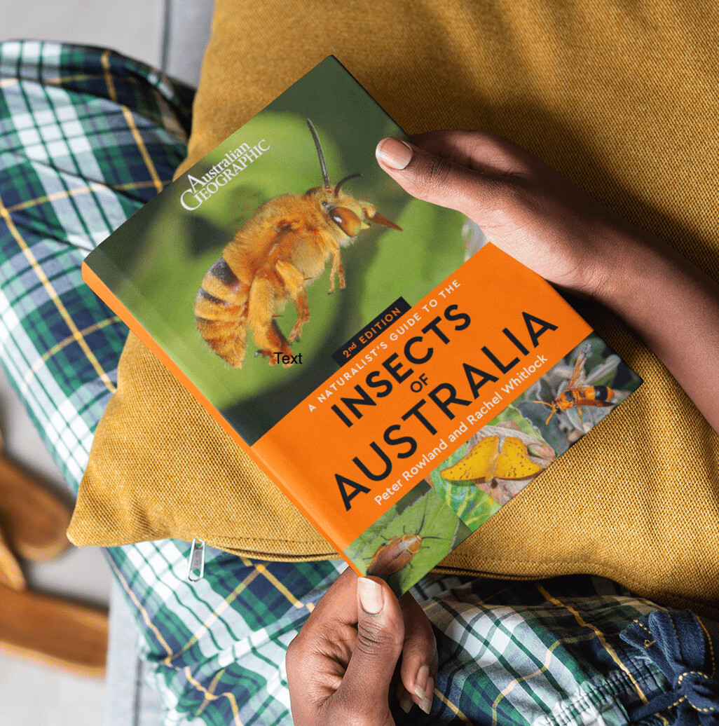 A Naturalist's Guide to the Insects of Australia [2nd Ed.]