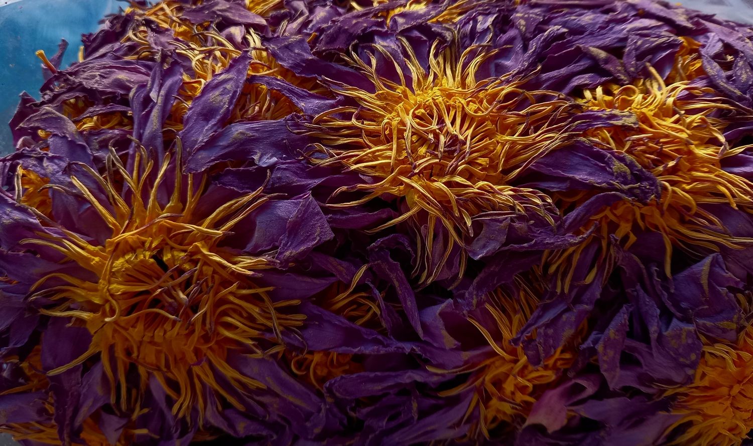 Blue Lotus &quot;Fly My Pretty&quot;