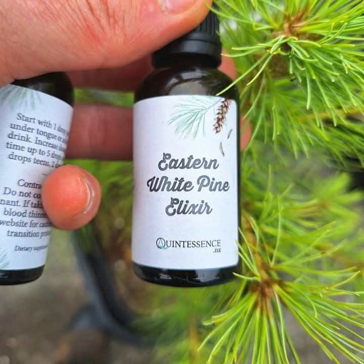 Eastern White Pine Elixir