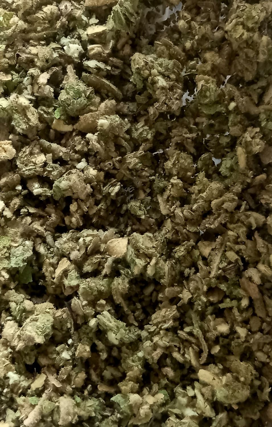 Mullein