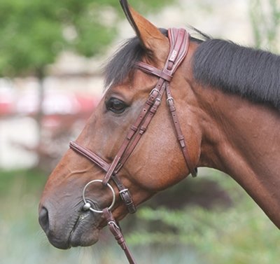 Bridle 