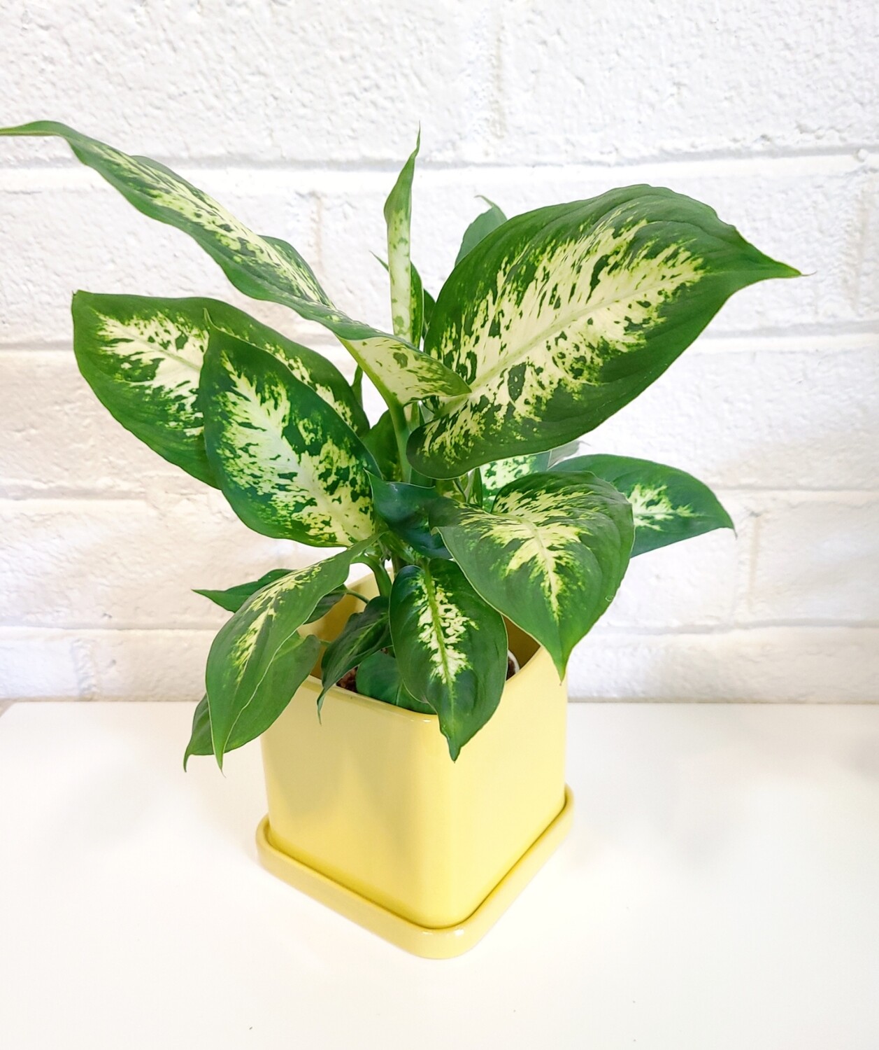 Dieffenbachia Plant