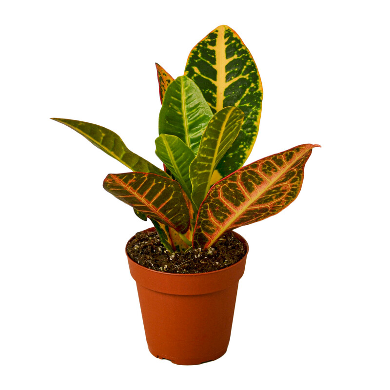 Croton Petra