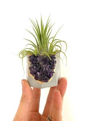 Raw Amethyst Crystal Concrete Planter with Air Plant