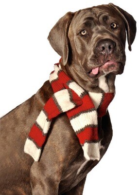 White and Red Dog Scarf