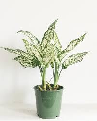 Chinese Evergreen Spring Snow