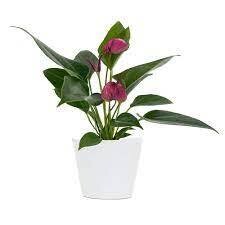 Anthurium with Purple Flower