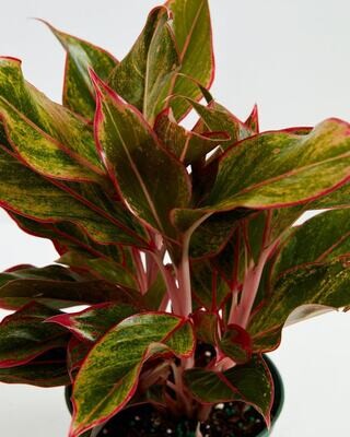 Chinese Evergreen Siam Red