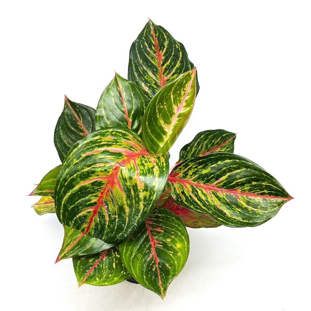Chinese Evergreen Ruby