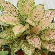 Chinese Evergreen Pink Dalmation