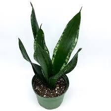 Sansevieria Whitney