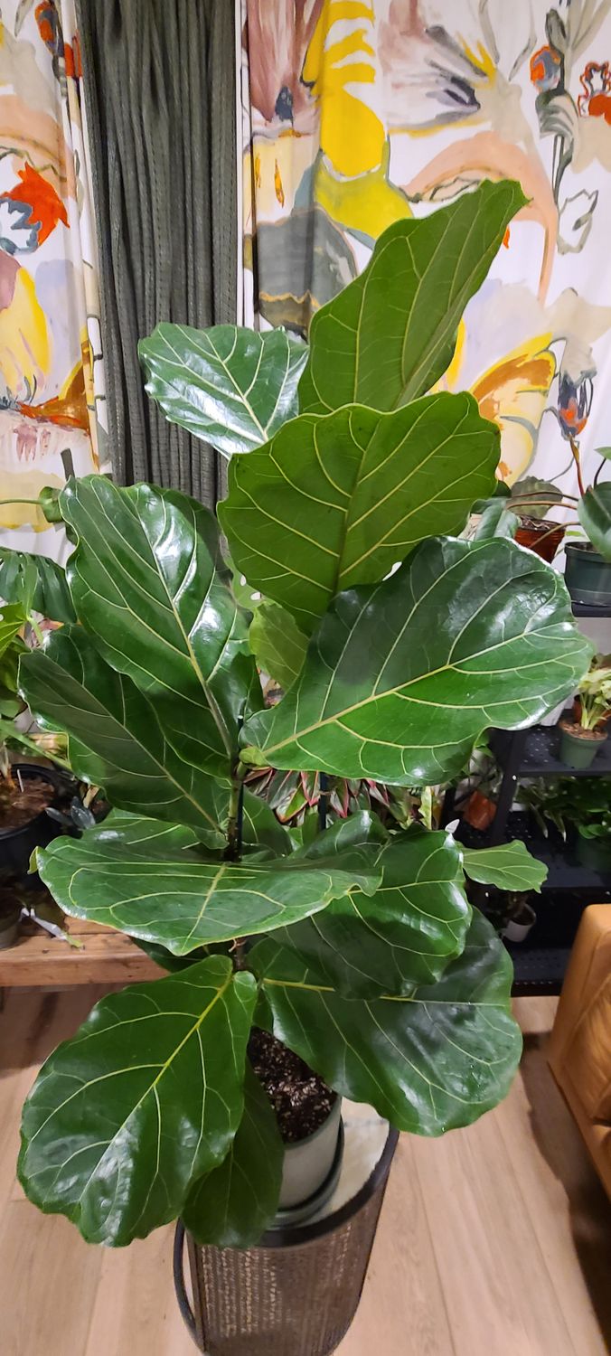 44&quot; Ficus Lyrta Potted in Kanso Planter