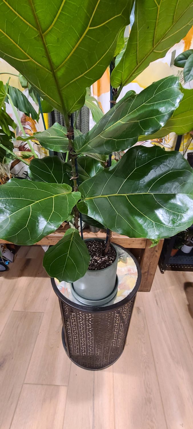 44&quot; Ficus Lyrta Potted in Kanso Planter