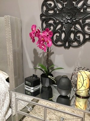 Madison Fuchsia Phalaenopsis Orchid