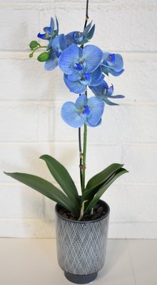 Bergen Blue Silk Phalaenopsis Orchid