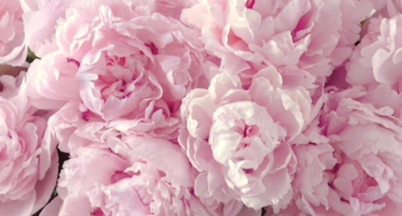 Perfume Gift Sets
