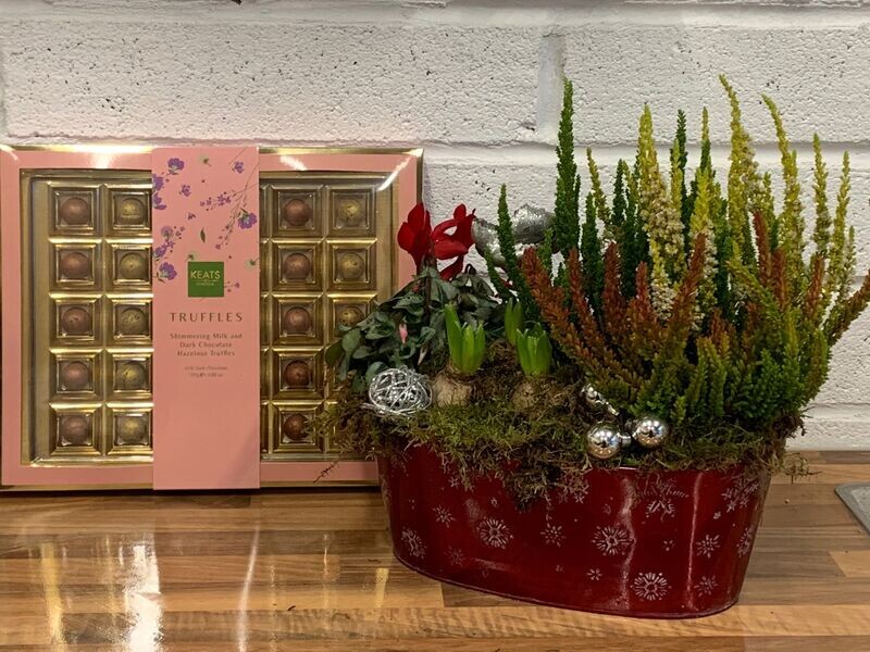 Festive Planted Arrangement Bundle