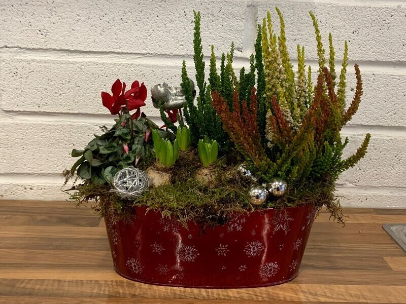 Festive Planted Arrangement