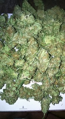 Aurora indica 3g