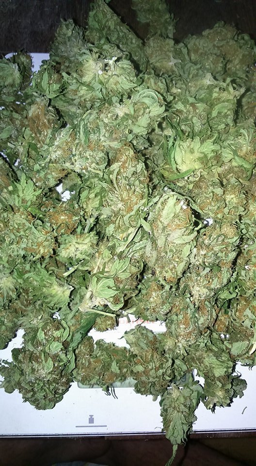 Aurora indica 10g