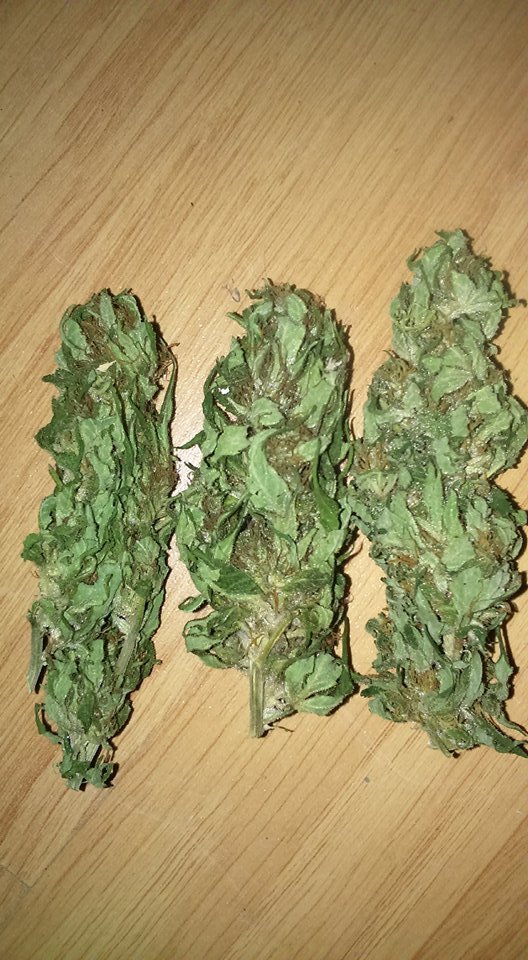 Aurora indica 50g