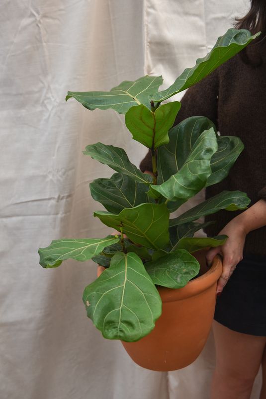 Fiddle Leaf Fig
