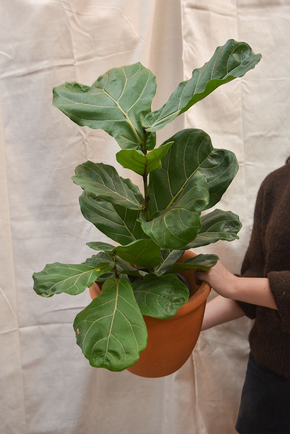 Fiddle Leaf Fig