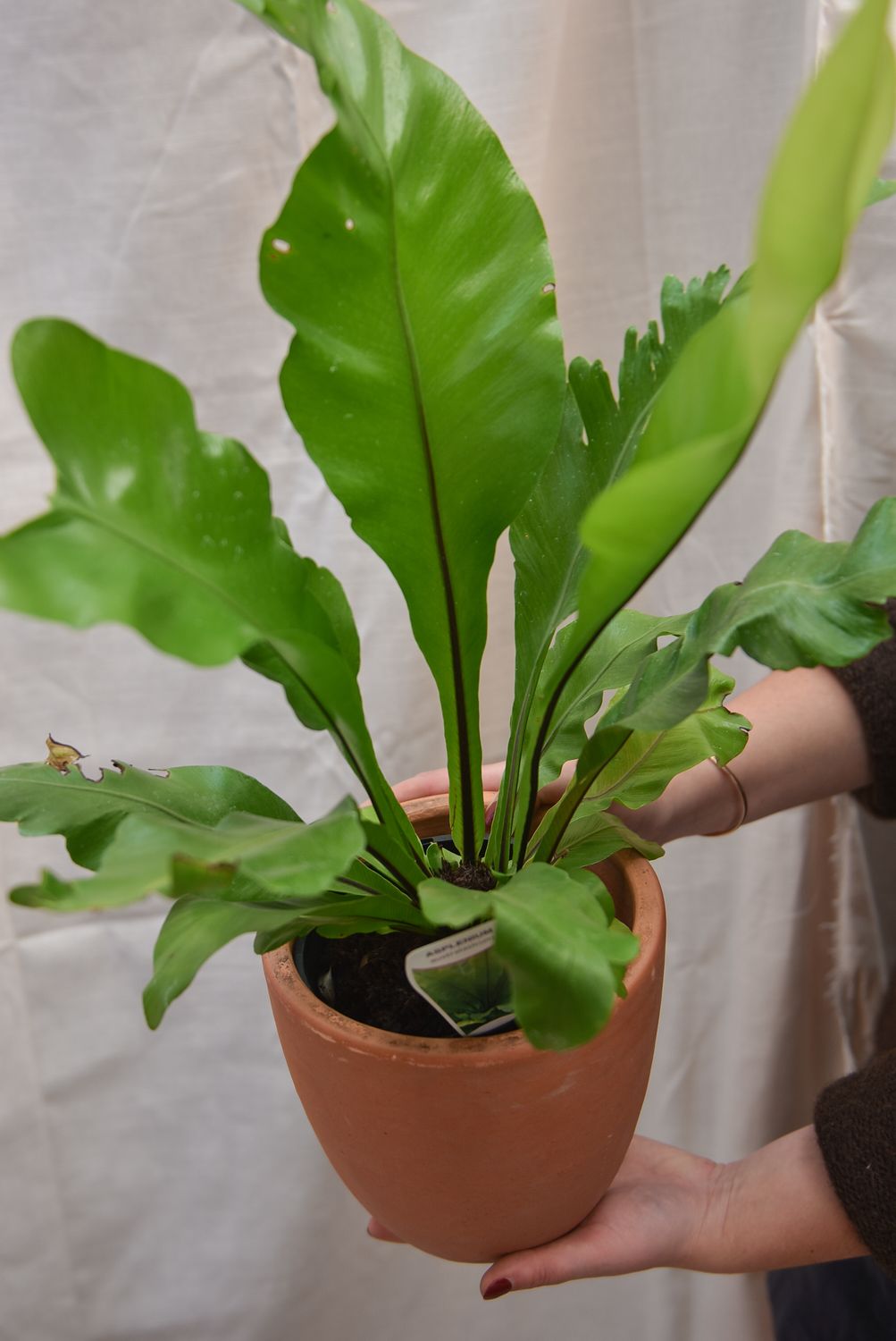 Birds Nest Fern