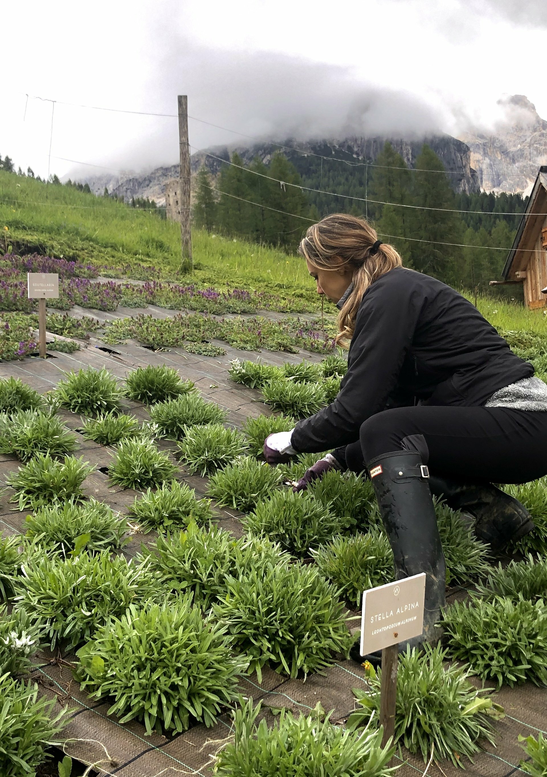 SAPONE LIQUIDO Viso & Corpo ALLE PIANTE ALPINE