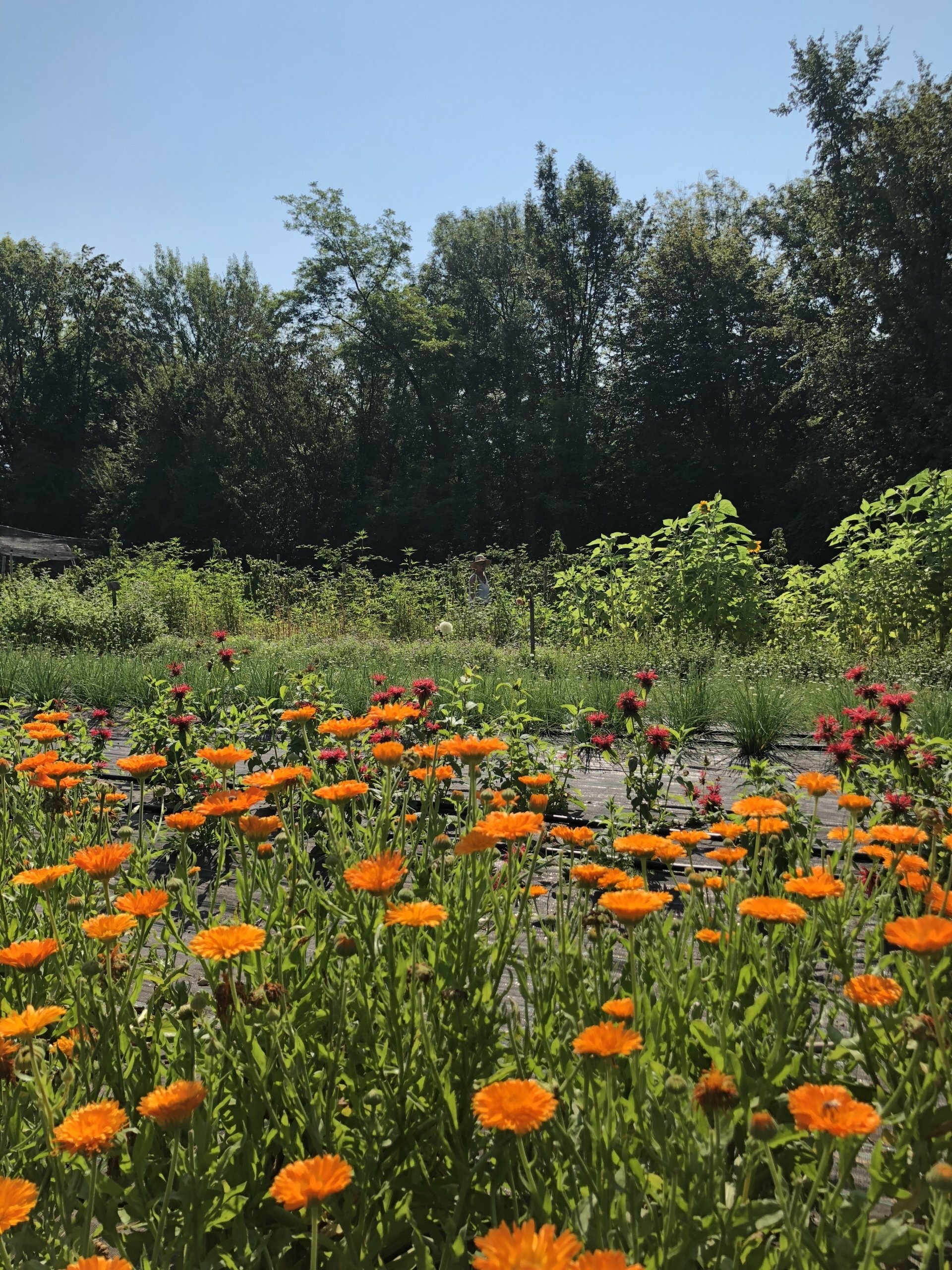 SAPONE SOLIDO DA BARBA argilla e calendula