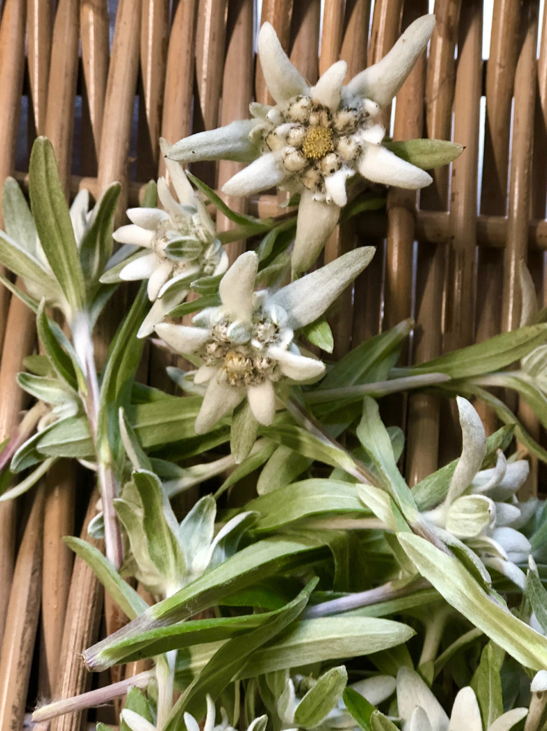 CREMA VISO alla Stella Alpina | Edelweiss