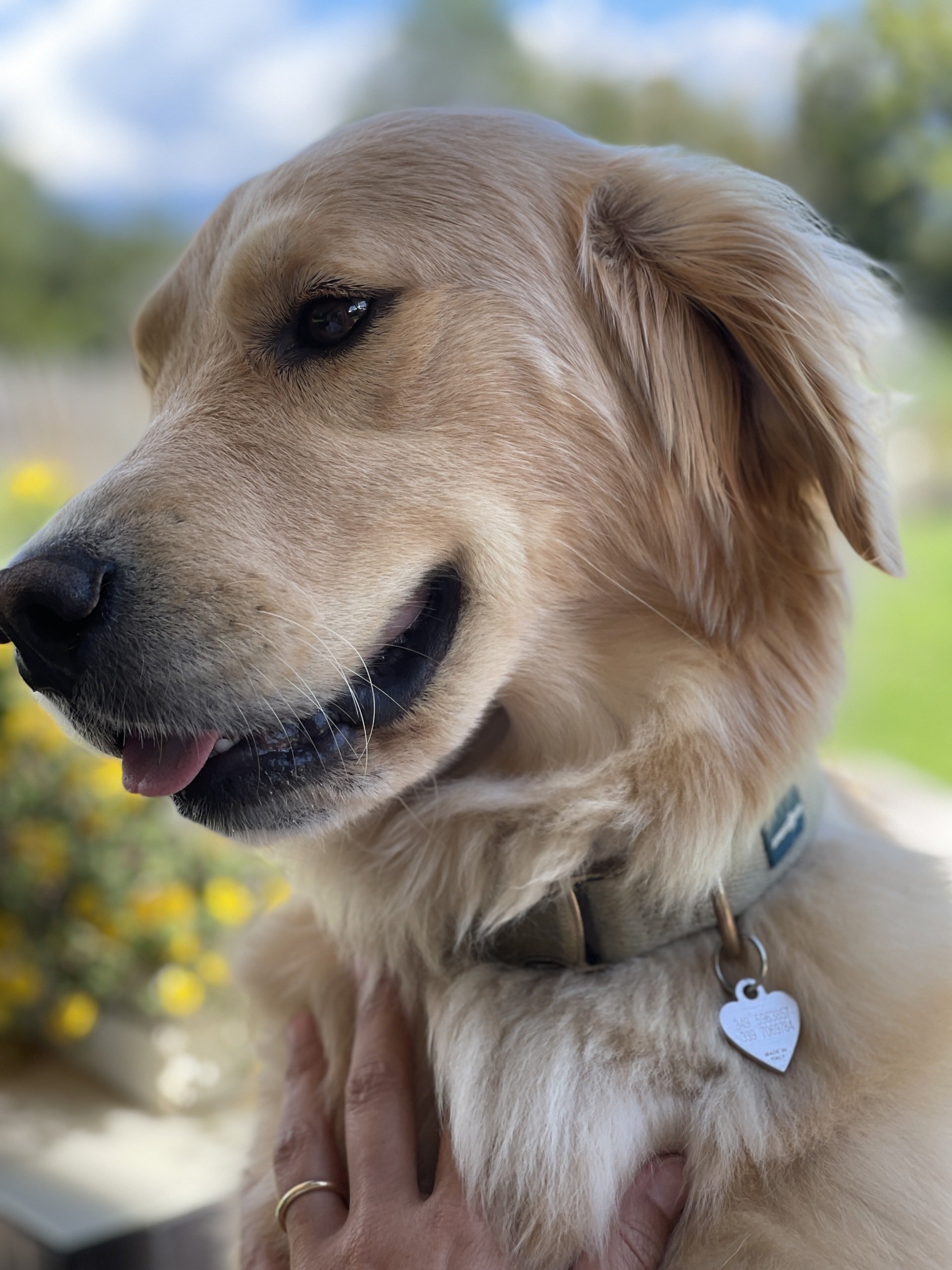 SHAMPOO E BALSAMO PER ANIMALI - STELLA ALPINA E ABETE ROSSO