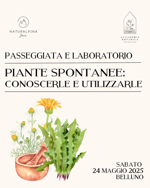 Passeggiata e Laboratorio: PIANTE SPONTANEE, conoscerle e utilizzarle