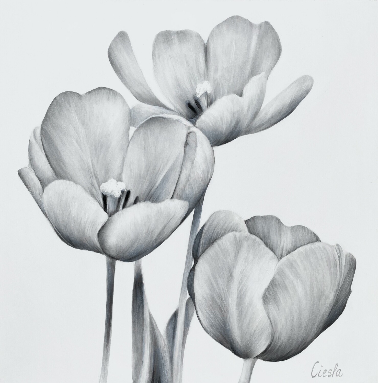 Impression sur toile haute définition.
TROIS REINES 20x20 ( tulipes )