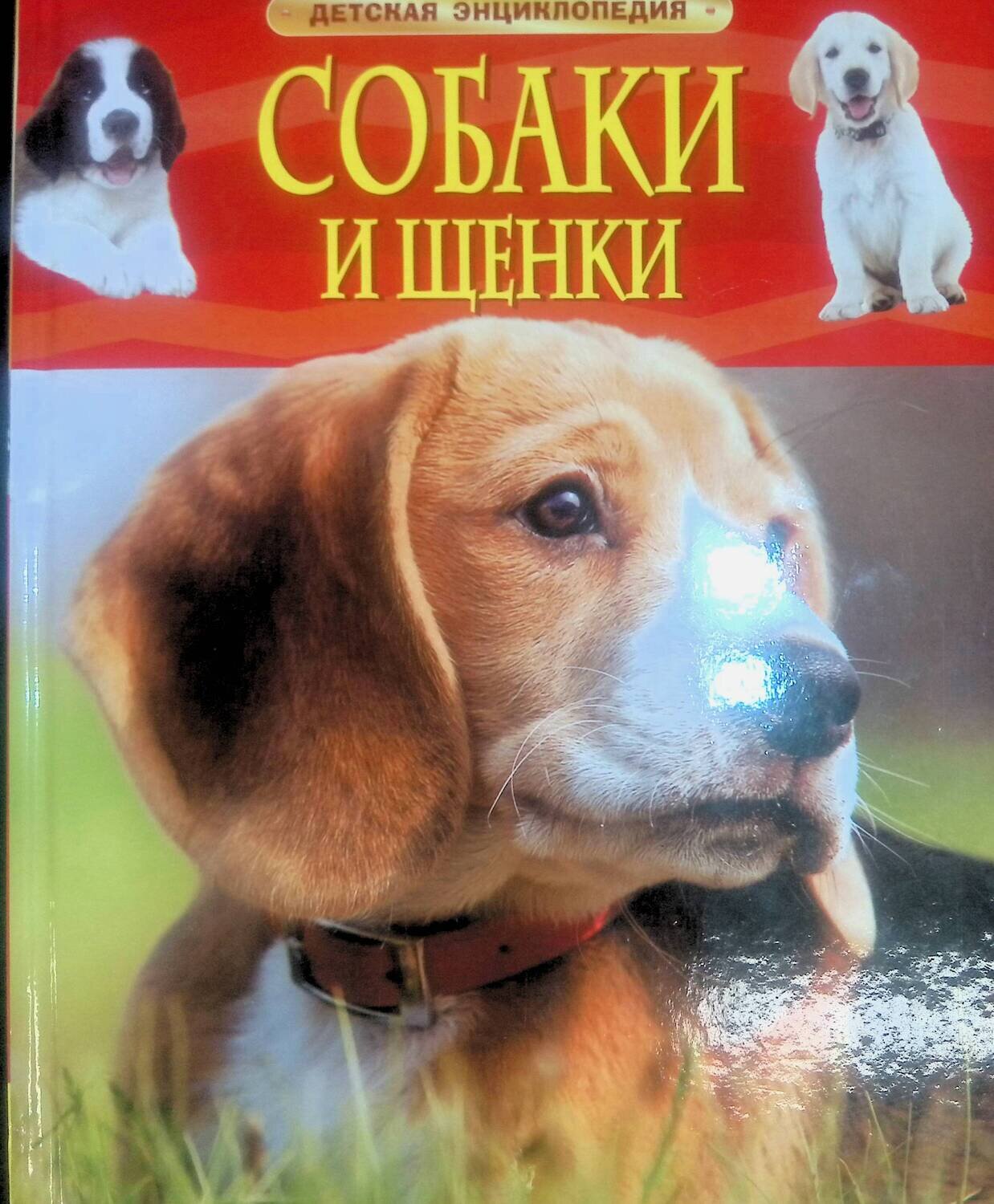 Собаки и щенки; Автор не указан