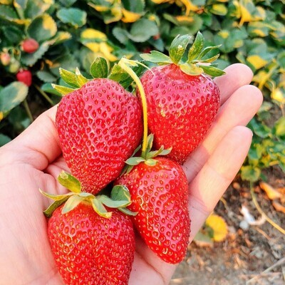Sunday, June 11; 12 pm - 4 pm U-Pick Strawberries