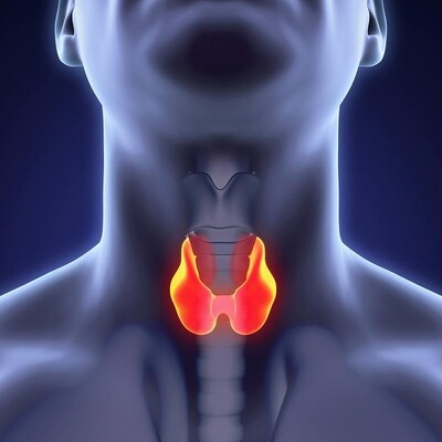 Поддержка щитовидной железы