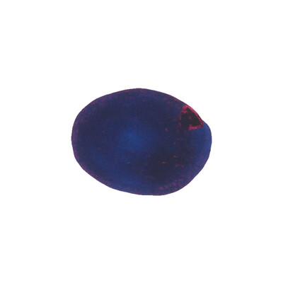 Vinta Ink 
- Collection 1.0 
- Azure 
- Maharlika 7107 (Sheening)
- 30ml Glass Bottel