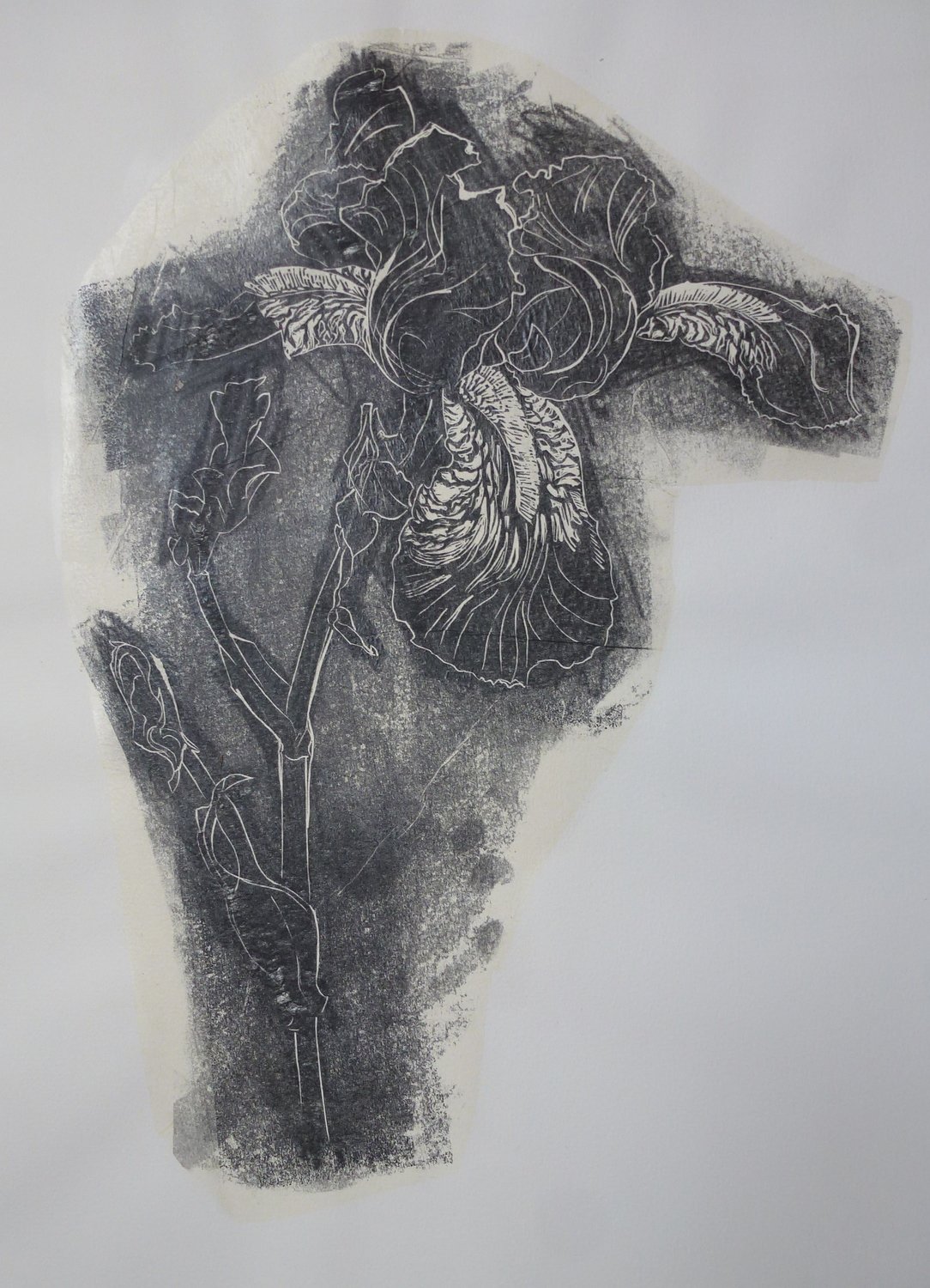 Black Iris, linocut, a unique impression