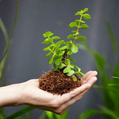 Donate a Spekboom Plant