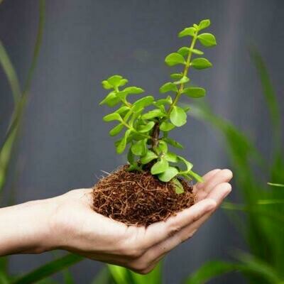 Donate a Spekboom Plant