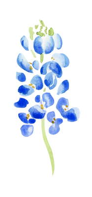 Watercolor Bluebonnets