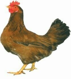 Rhode Island Red hybrid hen - from 16 weeks