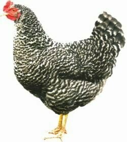 Barred hybrid hen - from 16 weeks