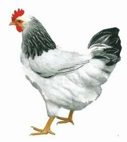 White Sussex hybrid hen - from 16 weeks